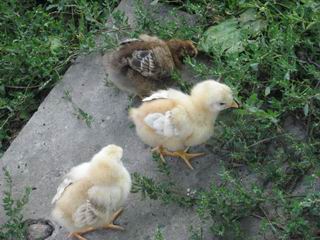 Три маленьких пушистеньких цыпленка.