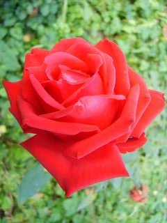 Роза красная распрекрасная.