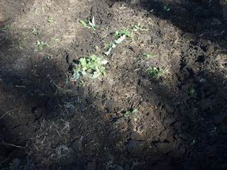 Сыра еще родная землица...