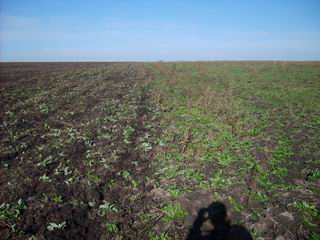 Широкое или длинное?