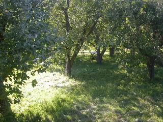 Старый садовый столик. Чего он только не видел...