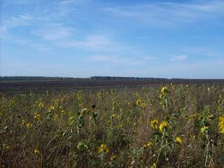 Цветы Солнца.