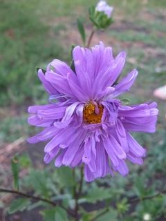 Астра фиолетовая.