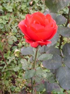 Цветок любви.