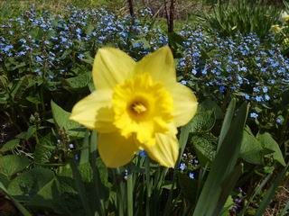 Ирис желтый. А может и не ирис :)