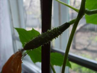 Огурчик пупыристый :)