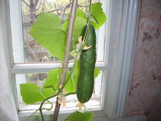 Вот и созрел огурец! Как раз к празднику!